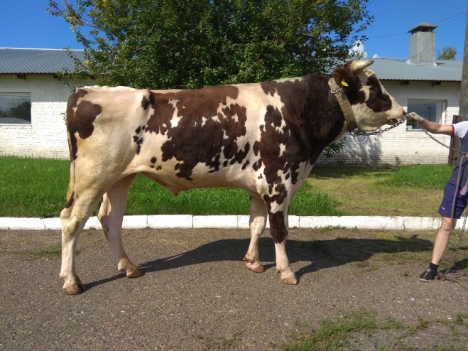 КАЛИГУЛА 241806 ЕТ КСГФ-280